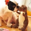 1 Random Color Stuffed Dinosaur Dog Sounding Toy; Dog Training Toy; dog chew toy - 9.84 inch - Green